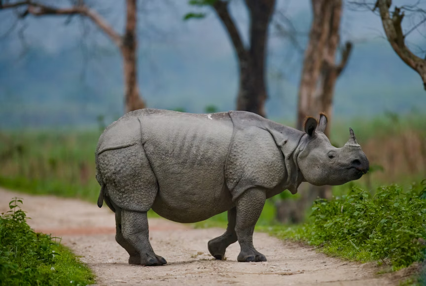 Wildlife
